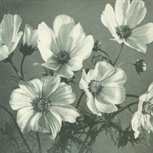 Cover van Spinanes – Arches and Aisles